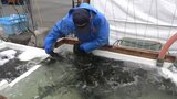地域産業に山林火災の影響が出ている岩手・大船渡市でワカメ収穫が本格化 家や漁具失った漁師への支援も急務|TBS NEWS DIG