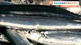 大きめの130g主体でも激安!「おかわりがくるようなサンマ」宮城・気仙沼港に初水揚げ98.9トンで港活気づく | 宮城のニュース│tbc NEWS│tbc東北放送