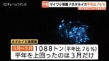 富山湾のホタルイカ…予測に反し平年の76%に減少 マイワシの記録的豊漁が定置網に影響か 富山県水産研究所|TBS NEWS DIG