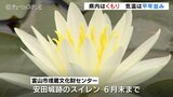 気温あまり上がらず夜は雨の予想も 安田城跡のスイレン見ごろ 富山 | 富山のニュース|天気・防災|チューリップテレビ