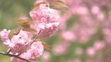えぼし公園で花の房のように見えるボタンザクラ100本が見ごろ 大分・豊後大野市 | 大分のニュース|OBS NEWS|大分放送