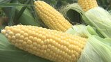 「メロンより甘い」竹田市特産のスイートコーン旬入り 平日4千本 休日1万本以上販売 大分 | 大分のニュース|OBS NEWS|大分放送