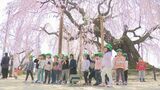 樹齢350年の一本桜が見ごろに…「麻績の里 舞台桜」園児らがお花見楽しむ 長野・飯田市|TBS NEWS DIG