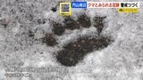 【クマ出没】札幌中央区円山地区でまた…住宅街に10cm~15cmの複数の足跡、住民「今までは他人事だったけど、出くわしたら…」児童は教職員に見守られながら登校 | 北海道のニュース|HBC北海道放送