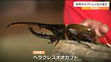 「僕もヘラクレスオオカブトみたいに剣道が強くなりたい」世界のカブトムシやクワガタムシに触れた子どもたちの感想は 宮城・南三陸町|TBS NEWS DIG