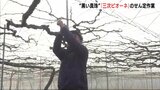 黒い真珠…三次ピオーネのせん定作業　「どんなブドウができるか決まる大事な作業」　広島・三次市　　|TBS NEWS DIG