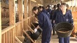 中学生が羊を飼育する農家を訪れ、エサの準備や毛刈り体験を通じて地域の農業に理解深める 岩手・滝沢市|TBS NEWS DIG