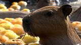 冬至を前にカピバラがゆず湯を堪能　11月生まれの4つ子も=静岡・伊東市　|　静岡のニュース | SBSNEWS | 静岡放送