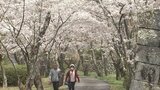 岡城跡の桜満開 ソメイヨシノなど約400本 5日に桜まつり開催 大分・竹田市 | 大分のニュース|OBS NEWS|大分放送