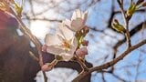 桜はいつ開花?各気象会社の開花予想と600℃の法則 4月上旬は東日本・西日本でお花見できるかも |TBS NEWS DIG