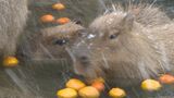 “美肌の湯”で寒い冬を乗り越えて･･･カピバラに温泉プレゼント　山口・秋吉台サファリランド　|　山口のニュース・天気・防災｜tys NEWS｜ｔｙｓテレビ山口