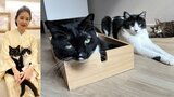 【 ねこ 】藤あや子の愛猫「距離感が近くなっていることをお知らせします」先住マル&オレオと保護猫じゃこ天がくつろぐ|TBS NEWS DIG