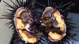 岩手県宮古市でウニ口開け 収穫量は今一つだが、身入りはまずまず|TBS NEWS DIG