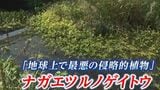 「地球上で最悪の侵略的植物」ナガエツルノゲイトウ エンジンポンプで川底深くに張る根から取り除く【岡山・矢掛町】|TBS NEWS DIG