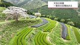 日南市北郷町の「天空の茶園」　一番茶の収穫始まる　|　MRTニュース ｜ ＭＲＴ宮崎放送