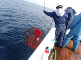 富山湾のベニズワイガニが激減  能登半島地震の “海底土砂崩れ” でカニが死んだか…専門家「今後も漁業への影響を注視する」　|　富山のニュース｜天気・防災｜チューリップテレビ