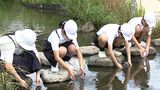 天然記念物「アユモドキ」の人工繁殖に取り組む小学生 地元ビール工場のビオトープに育てた30匹を放流【岡山】|TBS NEWS DIG