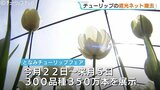 「今年は350万本」となみチューリップフェア22日開幕  気温が上がり満開早まる見込み 生育調整の遮光ネットを撤去 富山　|　富山のニュース｜天気・防災｜チューリップテレビ