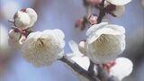 漂う良い香りと紅白の八重の花楽しむ 三重県伊勢市で「臥竜梅」が見ごろ|TBS NEWS DIG