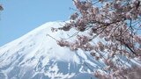 満開の桜 富士の高嶺を背景におよそ200本のソメイヨシノ 河口湖北岸 | 山梨のニュース | UTYテレビ山梨