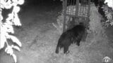 「たまたま夕方に来たら、そこにいた…」クマの出没件数が1000件超の青森県 弘前市ではリンゴの食害が深刻 取材の園地では『王林』『ジョナゴールド』の一部が食べられ… 農家が不安募らせる | 青森のニュース│ATV NEWS│青森テレビ