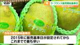 秋の味覚ラ・フランスの販売が始まる「ジューシーでおいしい」今年は大玉で甘さも期待!(山形) | 山形のニュース│TUYテレビユー山形