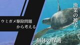 「すごい被害、ウミガメは増えすぎ」漁業者の嘆き “久米島ウミガメ大量死” 保護と被害の狭間でー|TBS NEWS DIG