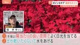 クリスマスの花・ポインセチア 長持ちのコツは【SUNトピ】|TBS NEWS DIG