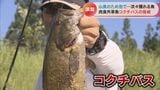 河川の生態系を侵略する肉食外来魚「コクチバス」 長良川に出現しアユの被害が心配 | 名古屋・愛知・岐阜・三重のニュース【CBC news】 | CBC web