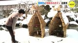 雪景色と冬咲きのボタン　備北丘陵公園（広島･庄原市）　|　RCC NEWS | 広島ニュース | RCC中国放送