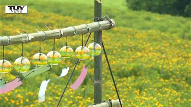 白鷹町の大紅花畑 風鈴の涼やかな音に包まれる | TBS NEWS DIG フォト