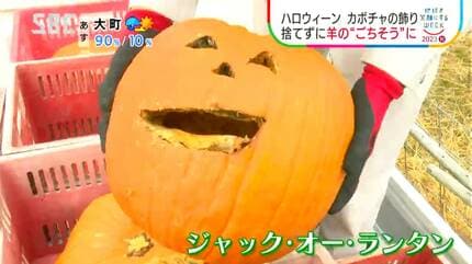 ハロウィーンで使ったカボチャを何と羊が…奪い合うように丸かじり