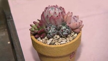 趣味が高じて専門店をオープン！多肉植物のある暮らし 初心者に