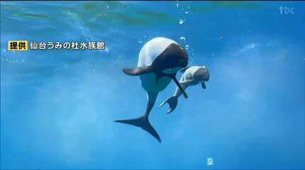 激レア⭐︎うみの杜水族館 イロワケイルカ 景品くじ 一等 仙台うみの杜