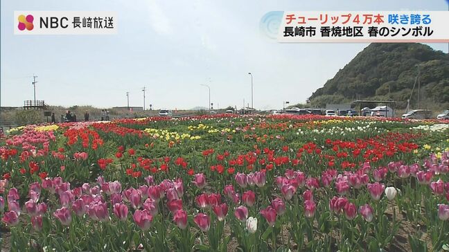25年前の“空き地”が春色に 4万本のチューリップが8分咲き 長崎市安保地区の知られざる名所|TBS NEWS DIG