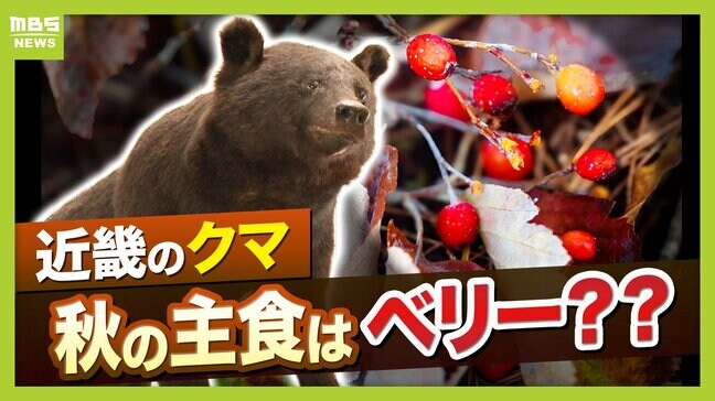 クマに襲われかけたことも…「フン拾い調査」で判明　クマの主食、実は「ドングリ」ではなかった？　兵庫県立大学研究チームが国内初の研究結果を発表　兵庫～京都北部のツキノワグマ　秋は「液果類」が主食|TBS NEWS DIG