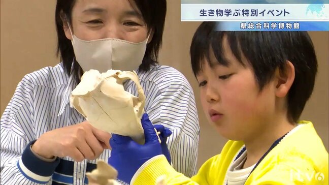 「いろんな魚を見つけるのが楽しかった」チリメンジャコから小魚やエビを探す!県総合科学博物館で春の特別イベント　愛媛|TBS NEWS DIG