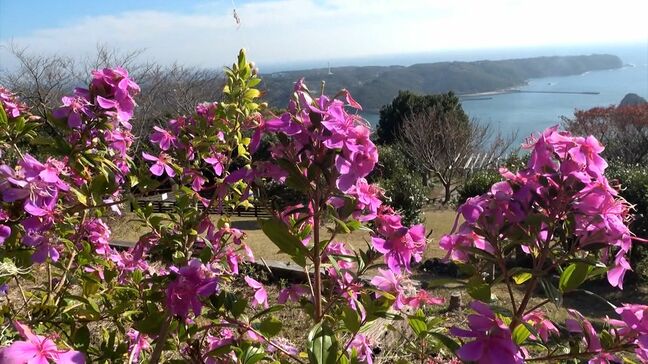 「色がいろいろと変わってきれい」白から赤紫へグラデーション 寝姿山でリトルエンジェル見頃 ＝静岡・下田市|TBS NEWS DIG