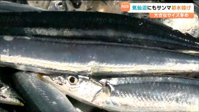 大きめの130g主体でも激安！「おかわりがくるようなサンマ」宮城・気仙沼港に初水揚げ98.9トンで港活気づく|TBS NEWS DIG