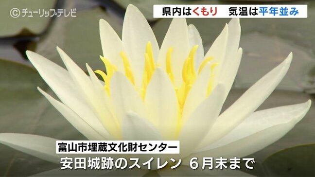 気温あまり上がらず夜は雨の予想も 安田城跡のスイレン見ごろ 富山|TBS NEWS DIG