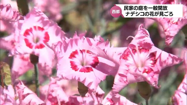 可憐なピンクの花　西都市の民家にナデシコの花が咲き誇る　一般開放も|TBS NEWS DIG