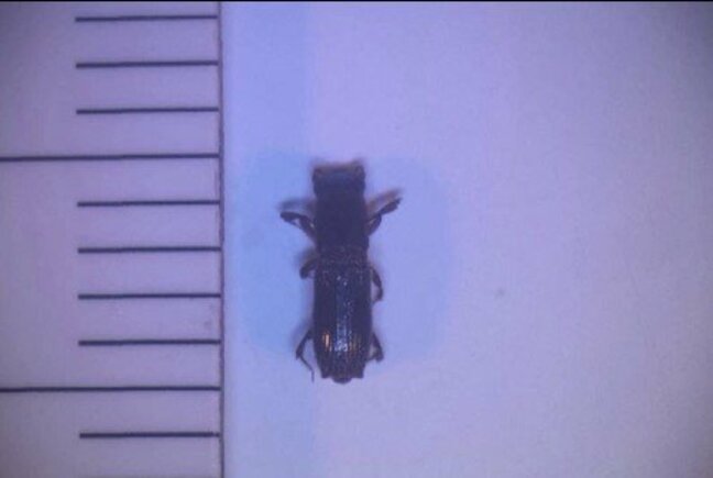 「ナラ枯れ」長野県内では今年度は約9200本で被害　ピーク時の水準に迫る勢い|TBS NEWS DIG