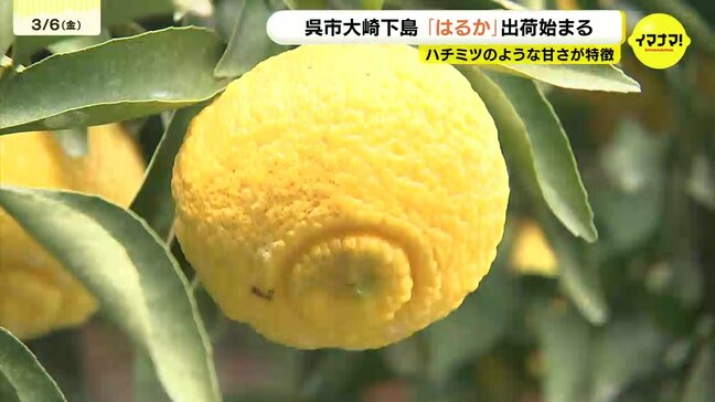 ハチミツのような甘さが特徴「はるか」　大崎下島で出荷始まる　広島・呉市|TBS NEWS DIG