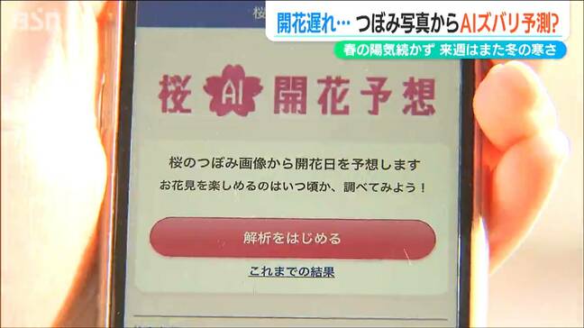 「梅は咲いたか桜はまだかいな…」話題のアプリで予想してみたら　新潟ではどちらも開花遅くなりそう|TBS NEWS DIG