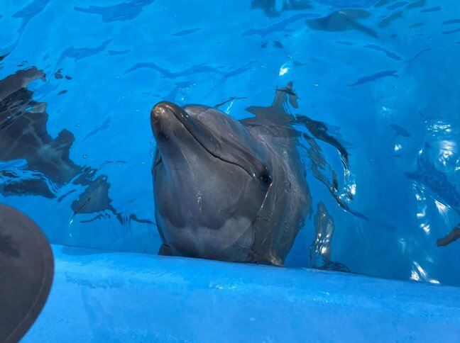 「通常通りショーに出ていたのに…」ハンドウイルカ『ラン』（推定28歳）が急死　死因は腸ねん転か　新潟市水族館 マリンピア日本海|TBS NEWS DIG
