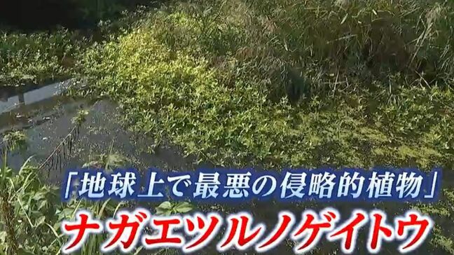 「地球上で最悪の侵略的植物」ナガエツルノゲイトウ エンジンポンプで川底深くに張る根から取り除く【岡山・矢掛町】|TBS NEWS DIG
