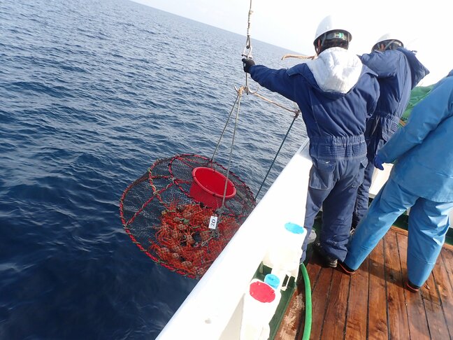富山湾のベニズワイガニが激減  能登半島地震の “海底土砂崩れ” でカニが死んだか…専門家「今後も漁業への影響を注視する」|TBS NEWS DIG