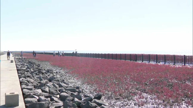 海の紅葉「シチメンソウ」を守りたい 有明海の海岸で清掃活動 佐賀|TBS NEWS DIG