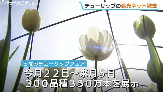 「今年は350万本」となみチューリップフェア22日開幕 気温が上がり満開早まる見込み 生育調整の遮光ネットを撤去 富山|TBS NEWS DIG