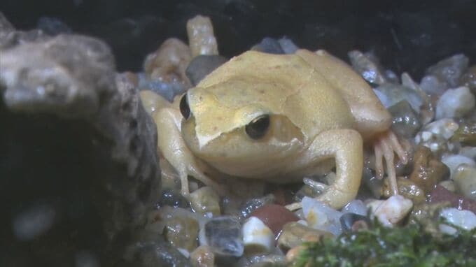 「はじめてみたね」　黄色い「タゴガエル」見つかる　|　BSSニュース | BSS山陰放送
